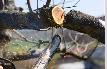 Kettensäge schneidet einen Ast eines Baumes, umgeben von fliegenden Holzspänen.
