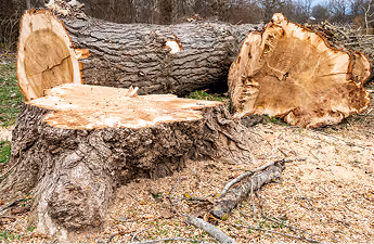 Großes, frisch gefälltes Baumstammstück mit grober Rinde liegt auf dem Boden mit Holzspänen und Zweigen.