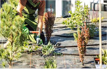 Eine Person pflanzt Setzlinge in einem Gartenbett mit schwarzer Abdeckplane.
