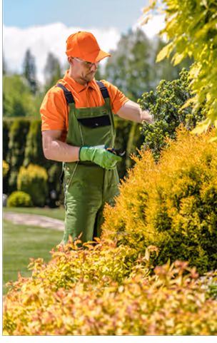 Gärtner mit oranger Mütze und grüner Latzhose schneidet Sträucher in einem Garten.