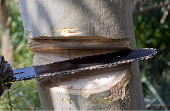 Gefällter Baumstamm mit Schnittfläche nach einer Baumfällung.